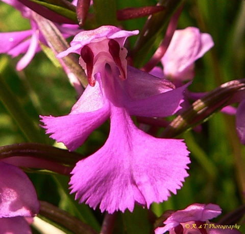 {Platanthera peramoena}